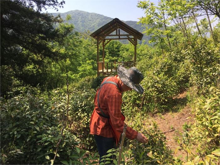 서울에서 공부 공간인 '학사재'를 운영하고 있는 허섭 선생이 필자의 차산에서 차를 따는 모습. [사진=조해훈]