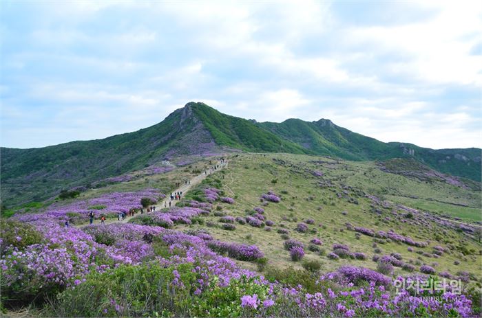 렌즈38-5. 황매산 정상이 보이는 쪽으로 철쭉은 절정을 이룬다