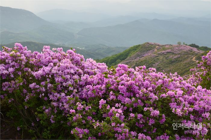 렌즈38-6. 합천 모산재 쪽으로 철쭉도 화려하다