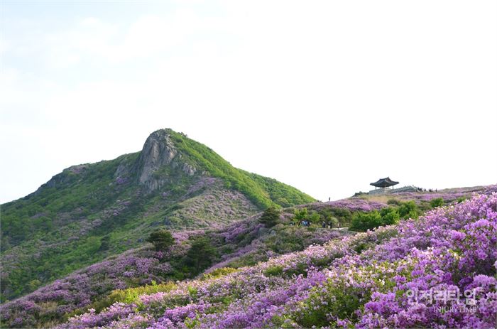 렌즈38-7. 황매산과 정자, 그리고 철쭉이 어우러져 아름답다