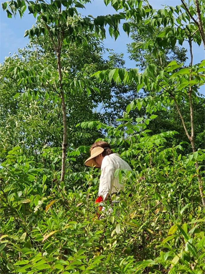 차산에서 찻잎과 고사리를 따시는 형수님. 사진=조해훈