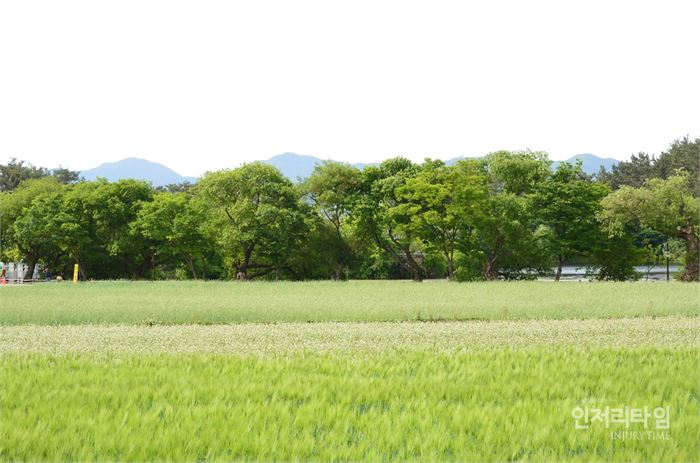 렌즈39-6. 보리밭, 메밀밥, 서양밀밥 너머에 위양지를 두른 버드나무