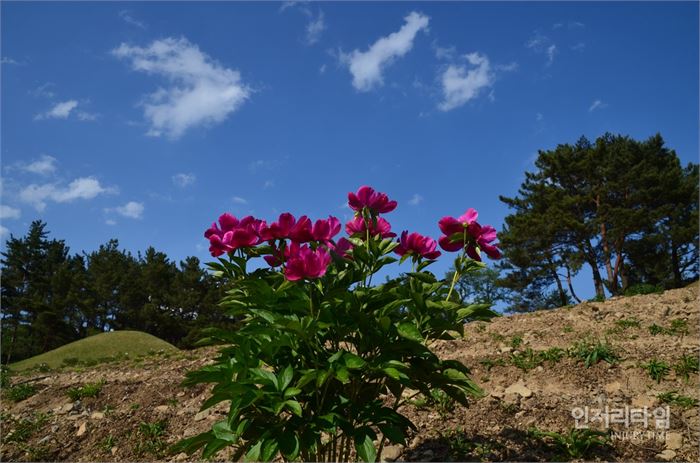 렌즈40-9. 멀리 달려 온 우리를 맞아주는 작약꽃